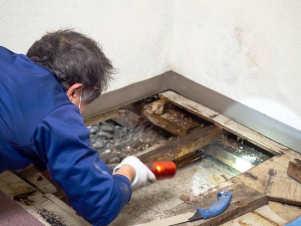 Reliable Globe, AZ Mold Removal Solutions