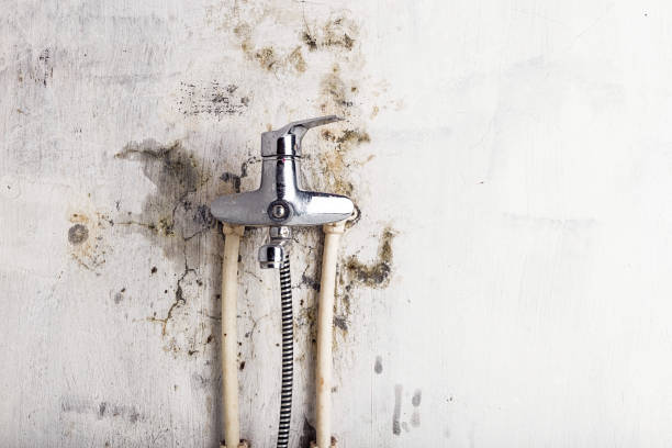 Best Local Mold Removal Service  in Globe, AZ