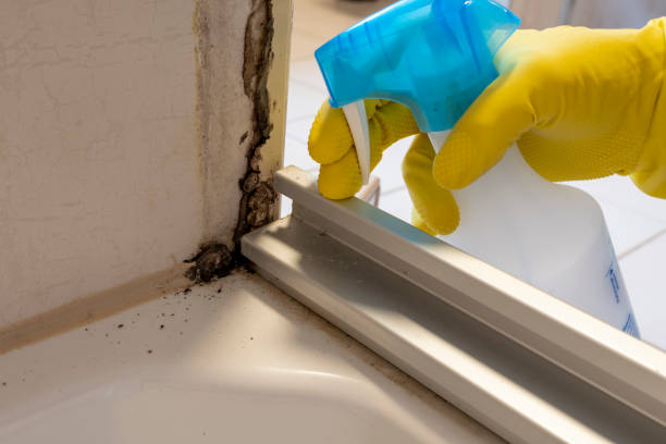 Best Commercial Mold Removal  in Globe, AZ