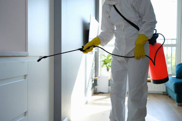 Best Fast Mold Removal  in Globe, AZ