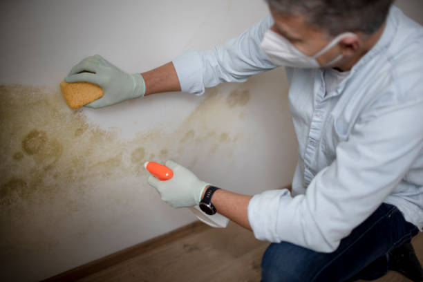 Best Mold Removal Process  in Globe, AZ