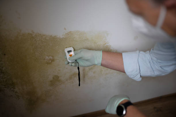 Best Crawl Space Mold Removal  in Globe, AZ