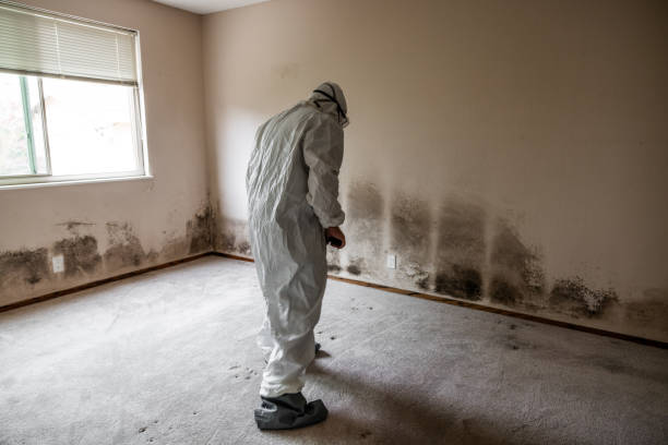 Best Certified Mold Removal  in Globe, AZ