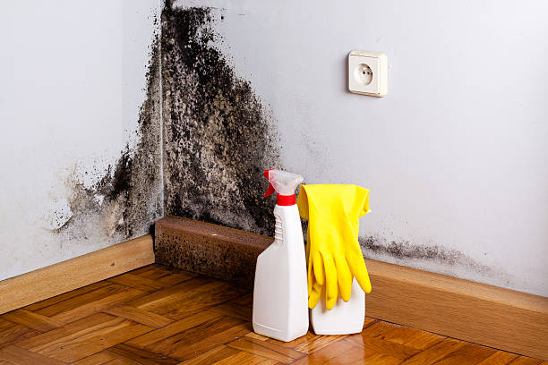 Best Black Mold Removal  in Globe, AZ