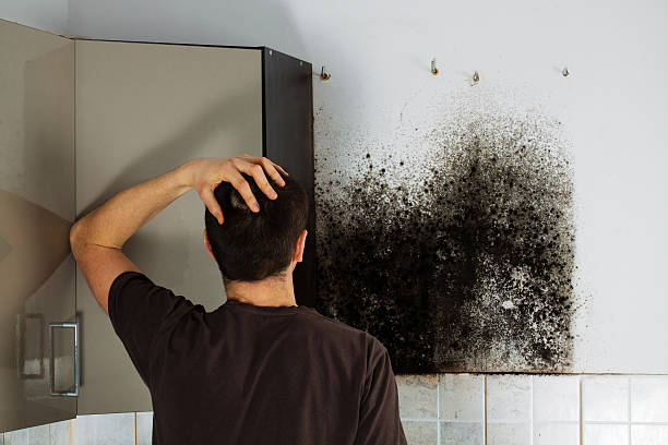 Best Emergency Mold Removal  in Globe, AZ