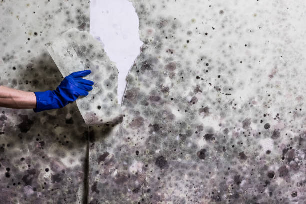 Best Mold Removal Near Me  in Globe, AZ