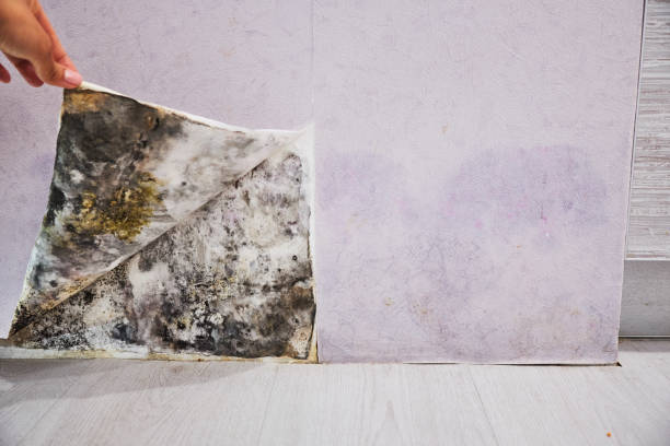 Water Damage Restoration in Globe, AZ